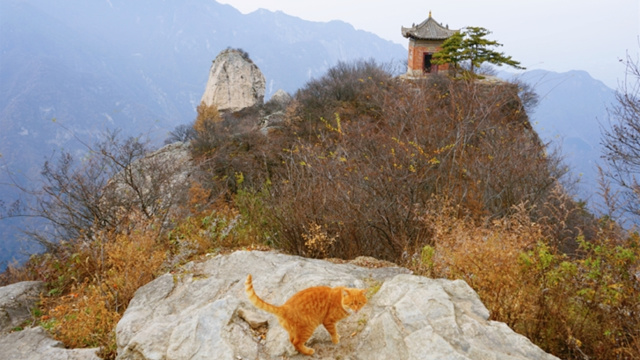 秦嶺別墅文物_秦嶺別墅匾額_秦嶺別墅視頻