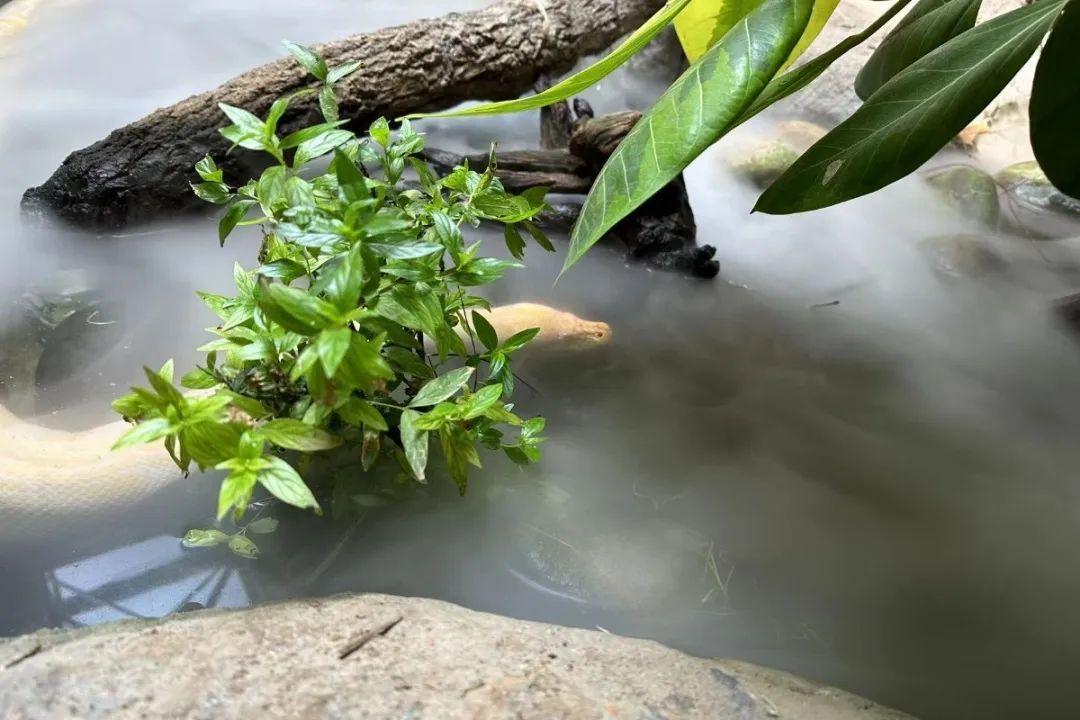 小木牌_木牌小掛件圖片_木牌小精靈